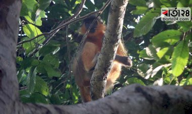 লাল হনুমানের সাথে ৩০ মিনিট